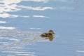 Cute baby duck swimming in the pond with reflections of the sky Royalty Free Stock Photo