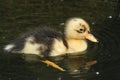 A cute baby Duckling swimming on the water. Royalty Free Stock Photo