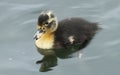 A cute baby Duckling swimming on the water. Royalty Free Stock Photo