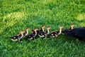 Cute baby ducks next to mother tail Royalty Free Stock Photo