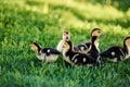 Cute baby ducks outdoor on a green grass Royalty Free Stock Photo