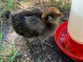 Cute Baby Easter egger chick in the backyard drinking Royalty Free Stock Photo