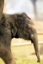 Cute Baby Elephant in chitwan National park Royalty Free Stock Photo