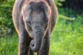 Cute baby elephant, curled up the trunk to eat grass. Close up animal portraiture photographs