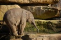 Cute baby elephant drinking