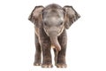 Cute baby Elephant isolated on a white background. Adorable Elephant. Concept of wildlife, animal portraits, and Royalty Free Stock Photo