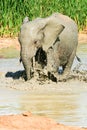 Baby elephant bathing at Addo Elephant National Park Royalty Free Stock Photo