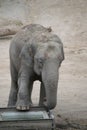 Cute baby elephant Royalty Free Stock Photo