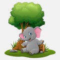 Cute baby elephant sitting under tree Royalty Free Stock Photo