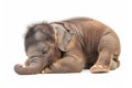Cute baby elephant sleeping on a white background. Realistic elephant figure isolated. Concept of animals, zoology Royalty Free Stock Photo