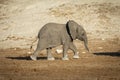 Cute baby elephant walking in sunshine in Chobe River in Botswana Royalty Free Stock Photo