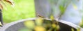 Cute baby garden lizard on the edge of the round cement pot