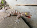 Cute baby Gecko threatening for protect itself