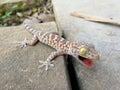 Cute baby Gecko threatening for protect itself Royalty Free Stock Photo