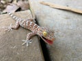 Cute baby Gecko threatening for protect itself Royalty Free Stock Photo