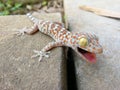 Cute baby Gecko threatening for protect itself Royalty Free Stock Photo