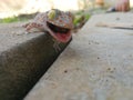 Cute baby Gecko threatening for protect itself