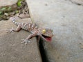 Cute baby Gecko threatening for protect itself Royalty Free Stock Photo