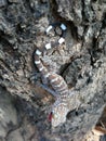 Cute baby Gecko threatening for protect itself