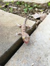 Cute baby Gecko threatening for protect itself Royalty Free Stock Photo