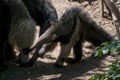 Baby of giant anteater playing with mom at zoo