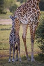 Cute baby Giraffe with mother Masai Mara ,Kenya. Royalty Free Stock Photo