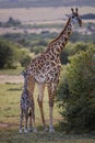 Cute baby Giraffe with mother Masai Mara ,Kenya. Royalty Free Stock Photo