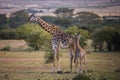 Cute baby Giraffe with mother Masai Mara ,Kenya. Royalty Free Stock Photo