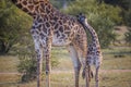 Cute baby Giraffe with mother Masai Mara ,Kenya. Royalty Free Stock Photo