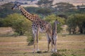 Cute baby Giraffe with mother Masai Mara ,Kenya. Royalty Free Stock Photo