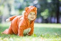 Cute baby girl dressed in fox costume crawling on lawn in park Royalty Free Stock Photo