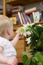 Cute baby girl inspecting a white flower