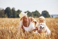 Cute baby girl with mom and dog on wheat field. Happy young family enjoy time together at the nature. Mom, little baby Royalty Free Stock Photo