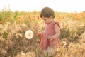 cute baby girl in red dress holding large dandelion on field of poppies at summer sunset Royalty Free Stock Photo