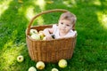 Cute baby girl sitting in basket full with ripe apples on a farm in early autumn. Royalty Free Stock Photo