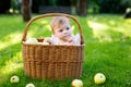 Cute baby girl sitting in basket full with ripe apples on a farm in early autumn. Royalty Free Stock Photo