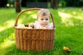 Cute baby girl sitting in basket full with ripe apples on a farm in early autumn. Little baby girl playing in apple tree Royalty Free Stock Photo