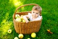 Cute baby girl sitting in basket full with ripe apples on a farm in early autumn. Little baby girl playing in apple tree Royalty Free Stock Photo