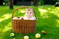 Cute baby girl sitting in basket full with ripe apples on a farm in early autumn. Little baby girl playing in apple tree Royalty Free Stock Photo