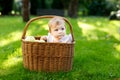 Cute baby girl sitting in basket full with ripe apples on a farm in early autumn. Little baby girl playing in apple tree Royalty Free Stock Photo