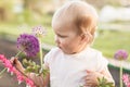 Cute baby girl smelling purple Allium flower in the garden Royalty Free Stock Photo