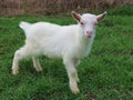 Cute baby goat