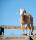 Cute Baby Goat Kid Royalty Free Stock Photo