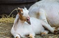 Cute Baby Goat Laughs