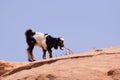 A baby black and white goat on rocks in the Wadi Rum desert in Jordan Royalty Free Stock Photo