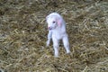 Cute baby goat on the straw inside a barn Royalty Free Stock Photo