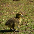 Cute baby goose in park