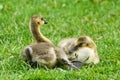 Cute Baby Gosling