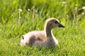 Cute Baby Gosling