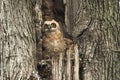 Cute Baby Great Horned Owl In Old Tree